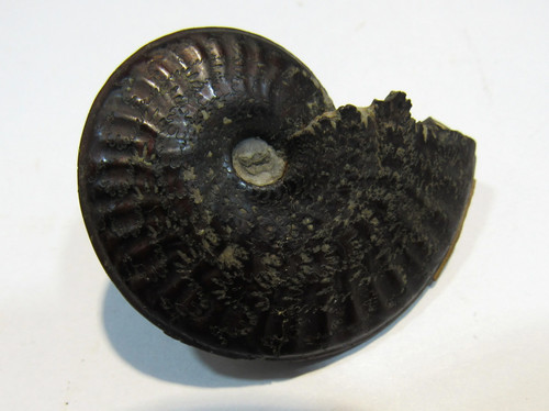 Pyrit ammonit pleuroceras - ammonit,