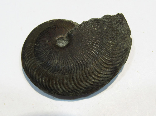 Pyrit ammonit pleuroceras - pyrit,